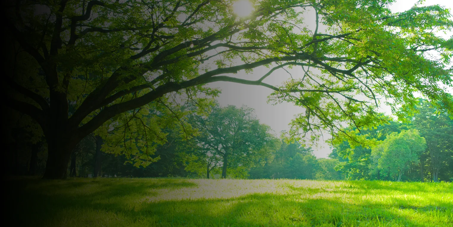 rose tree service Hero