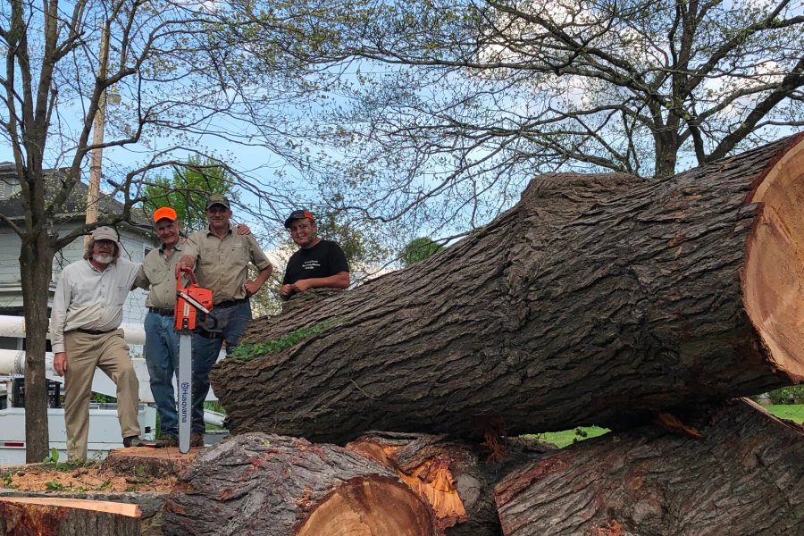 emergency tree removal service