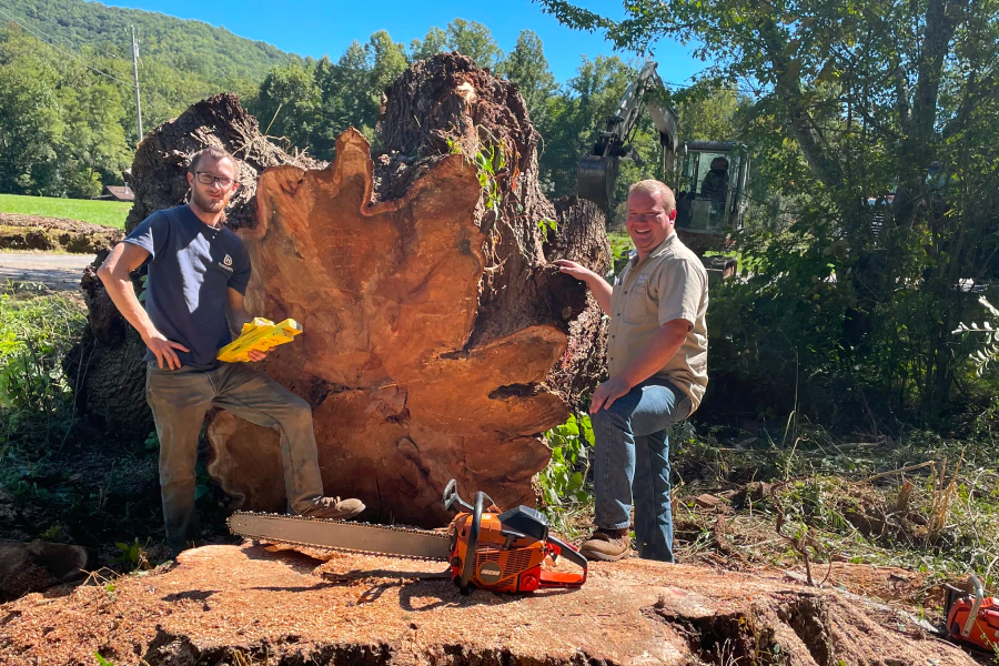tree removal service tree removal service