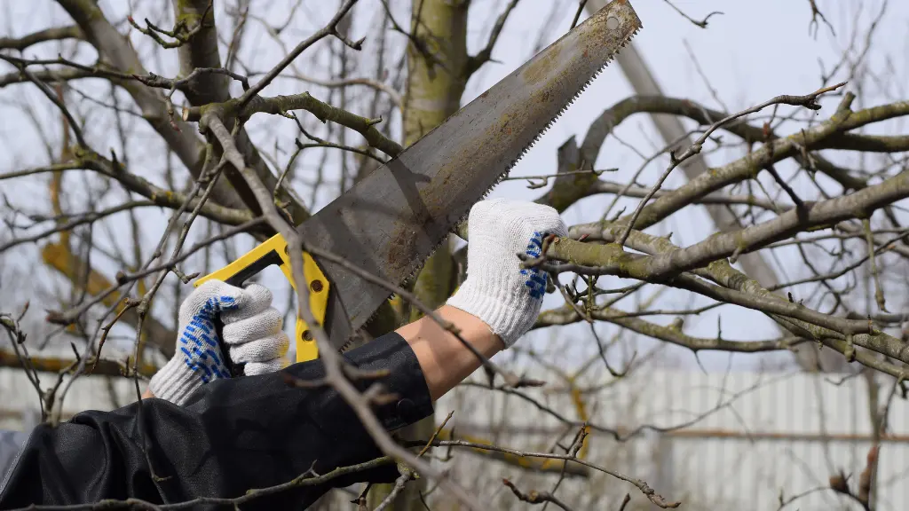 Cutting a tree branch with a hand garden saw. Cutting a tree branch with a hand garden saw.